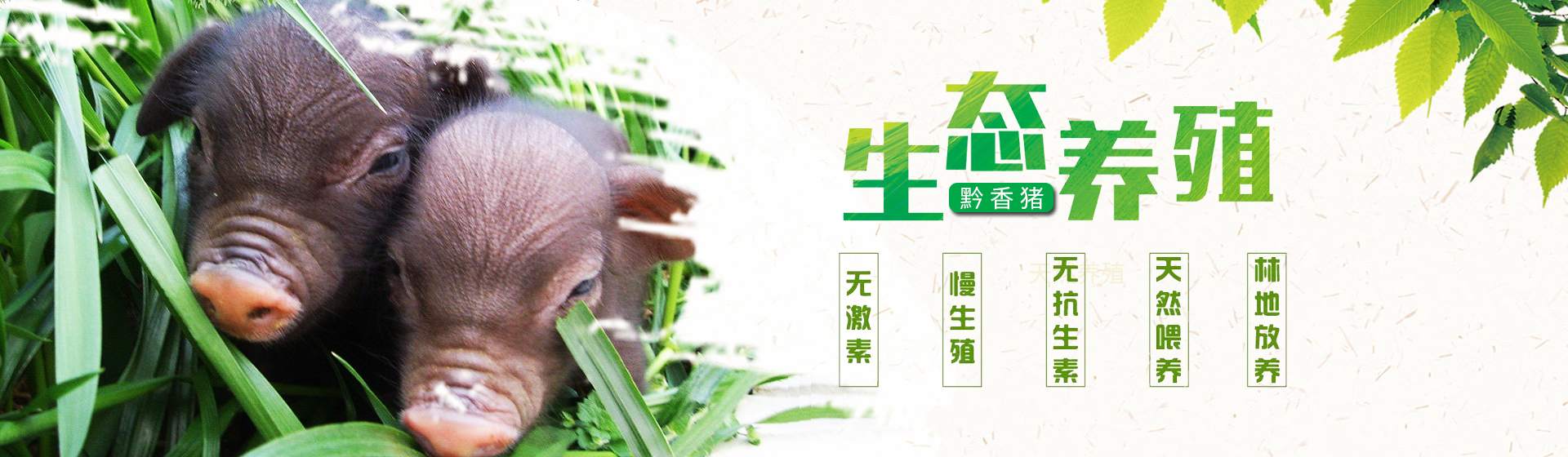 贵州黔香猪业有限公司【官网】