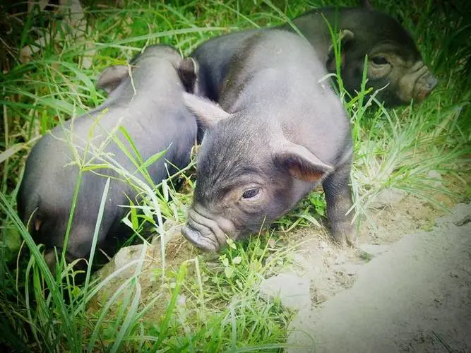 贵州黔香猪业有限公司【官网】