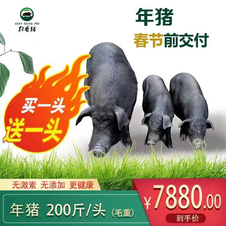 年猪预定
